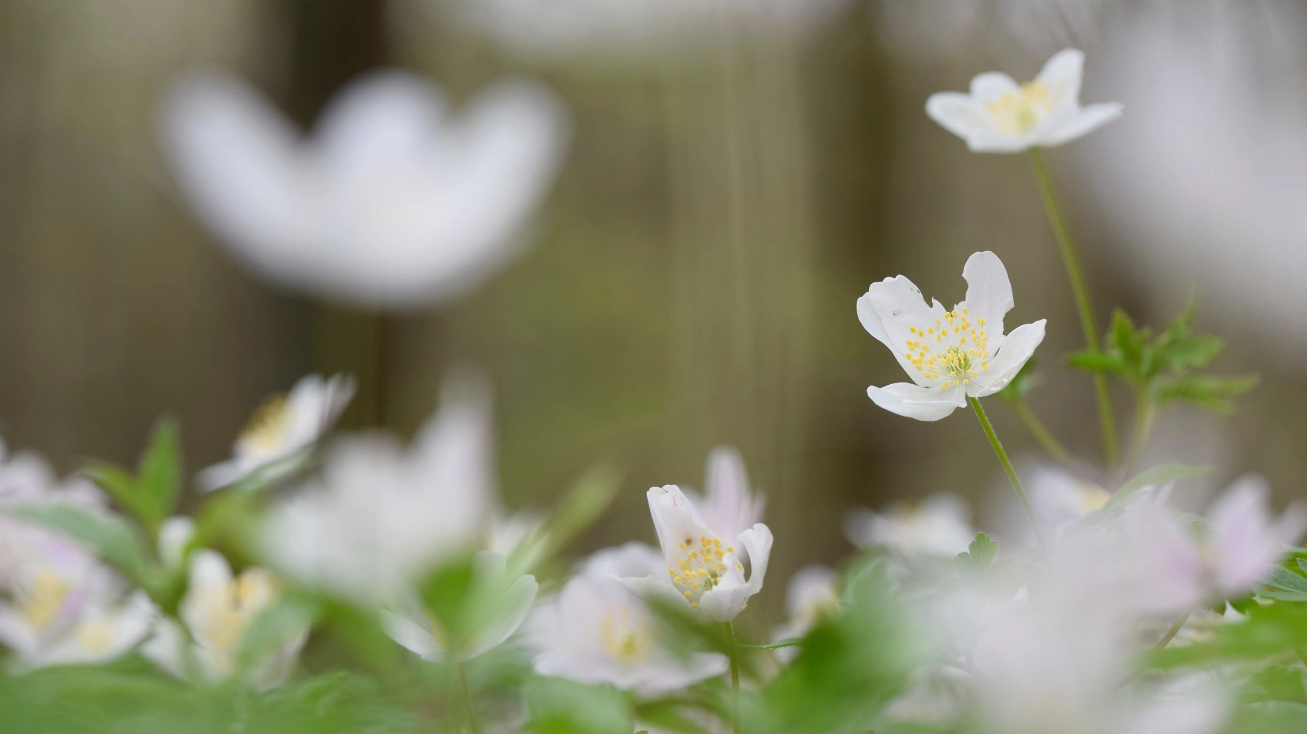 Hình nền hoa mùa xuân đẹp