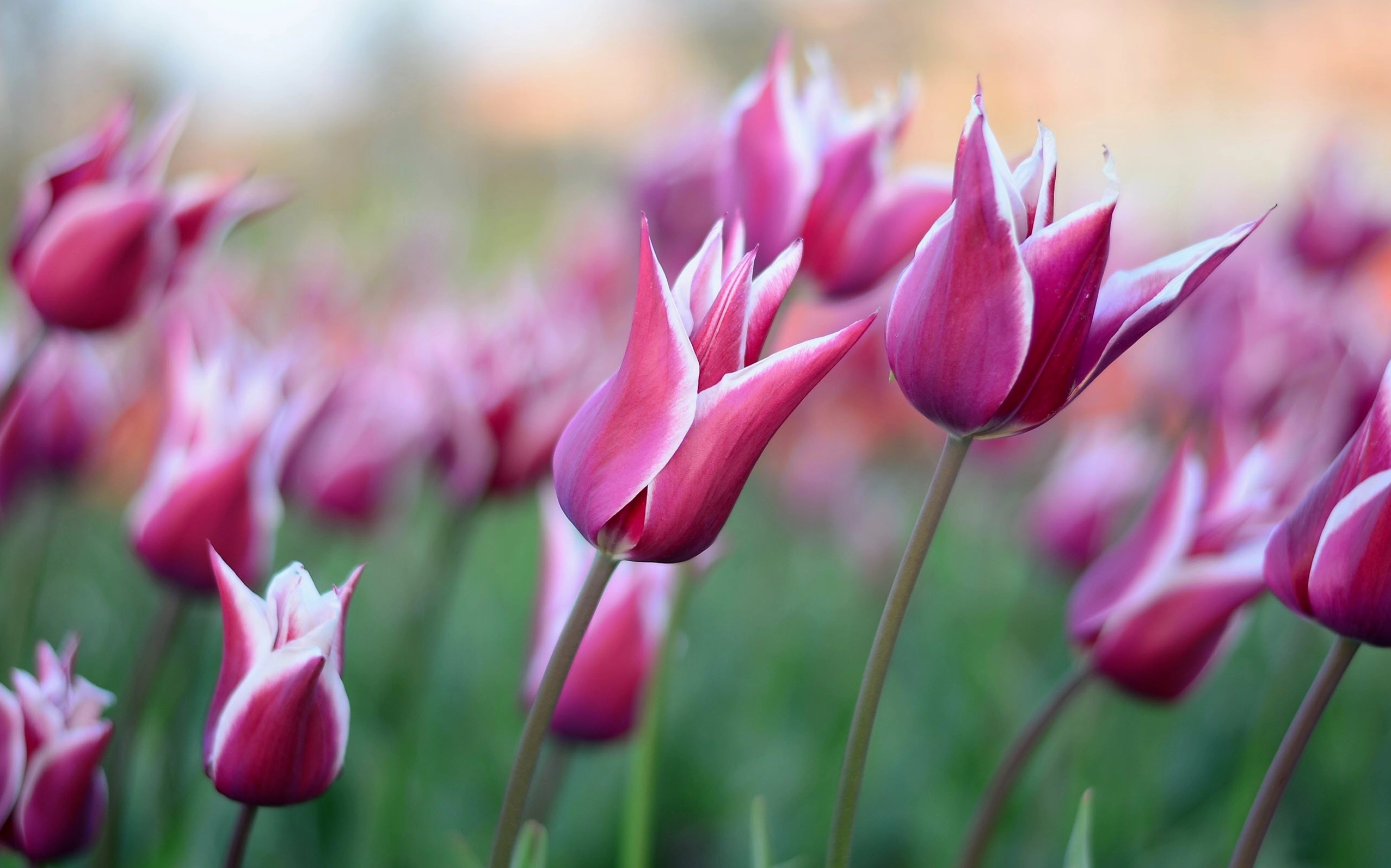 Hình nền hoa mùa xuân đơn giản cực đẹp