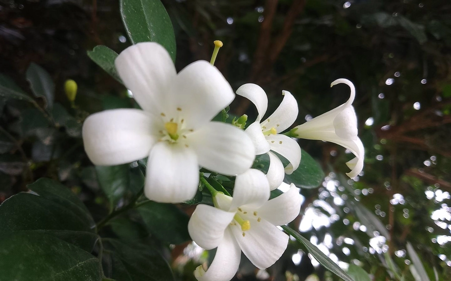 Hình nền hoa nguyệt quế ẩn mình dưới bóng râm mát mẻ bình yên