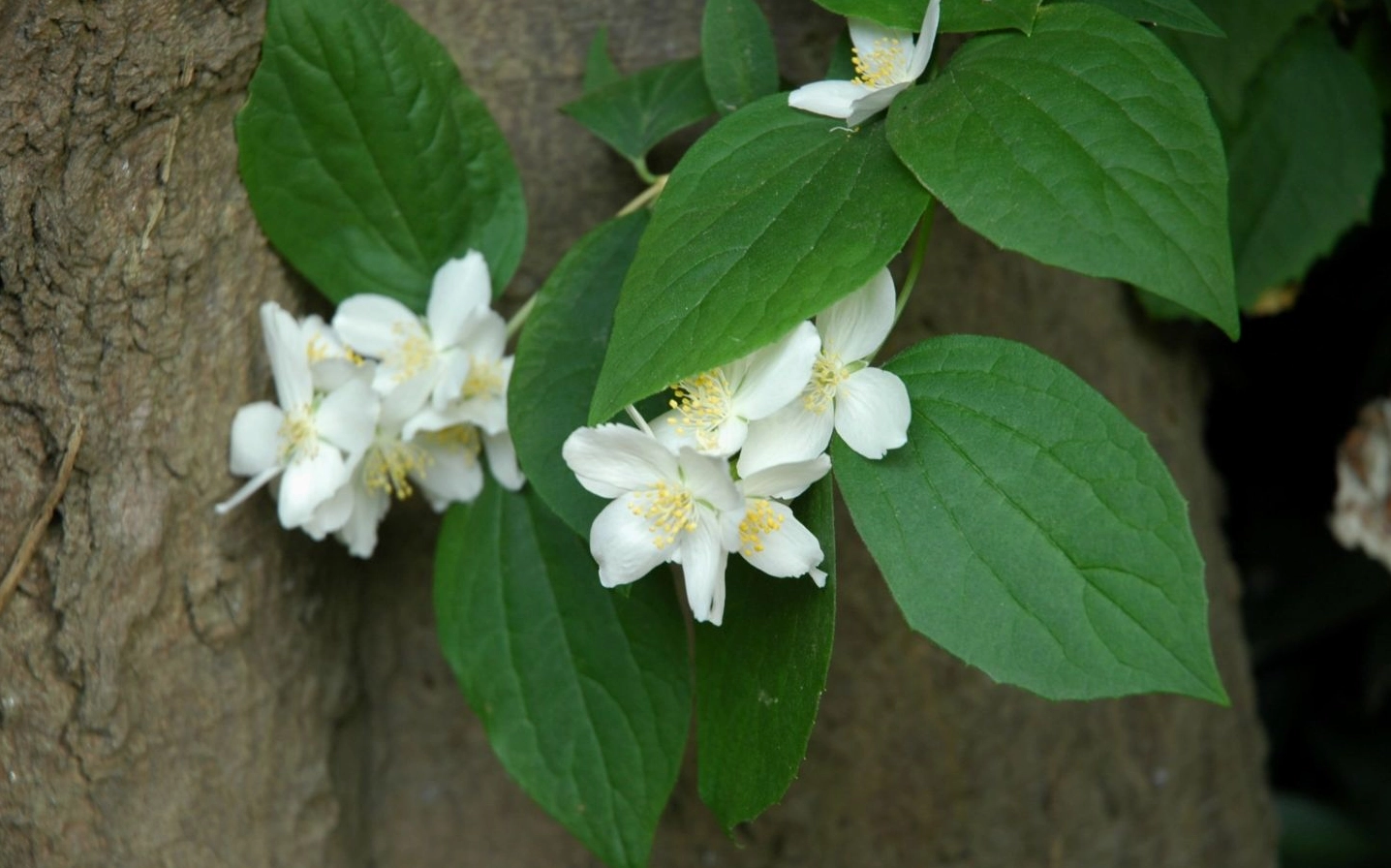 Hình nền hoa nhài trắng bung cánh nở rộ giữa những vòm lá xanh ngắt