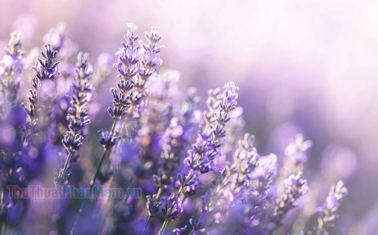 Hình nền hoa Oải Hương khơi gợi cảm giác thư thái tự nhiên