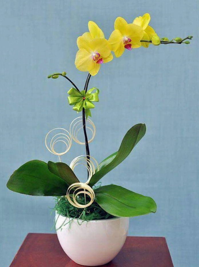 Hình nền hoa phong lan đẹp rạng rỡ