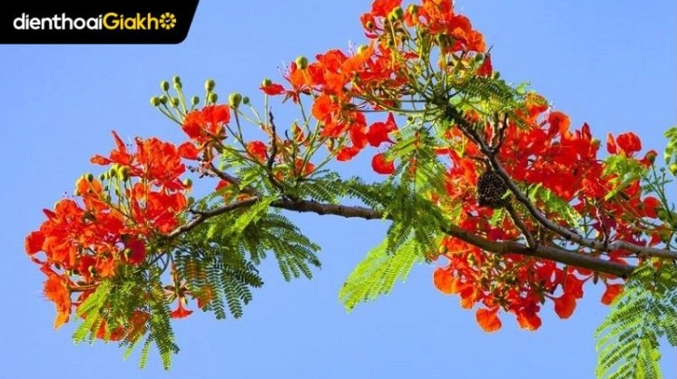 Hình nền hoa phượng nở rực rỡ trong nắng hè