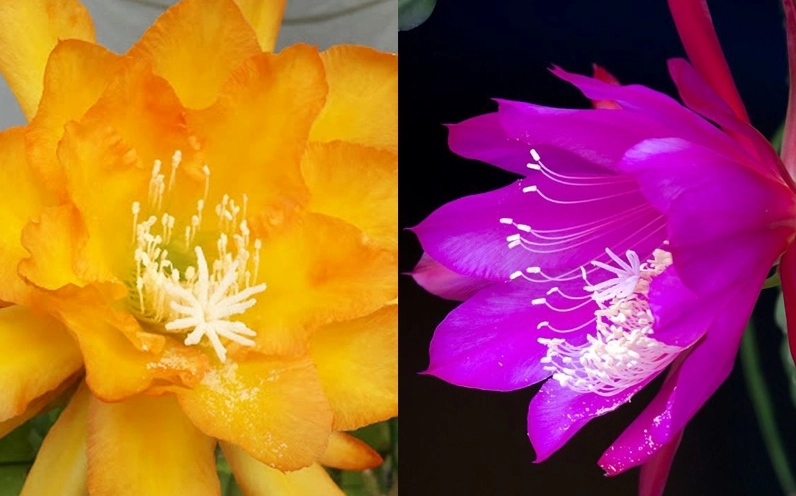 Hình nền hoa quỳnh trắng thanh tao