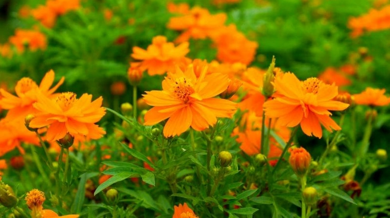 Hình nền hoa sao nhái với sắc cam nổi bật tươi mới