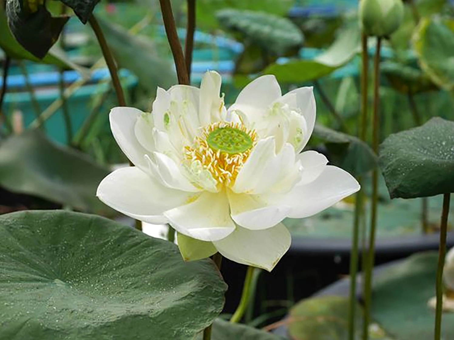 Hình nền hoa sen cho máy tính