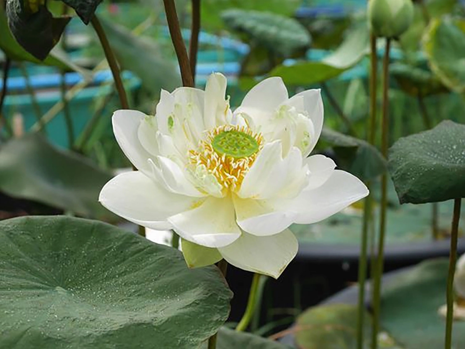 Hình nền hoa sen đẹp cho máy tính