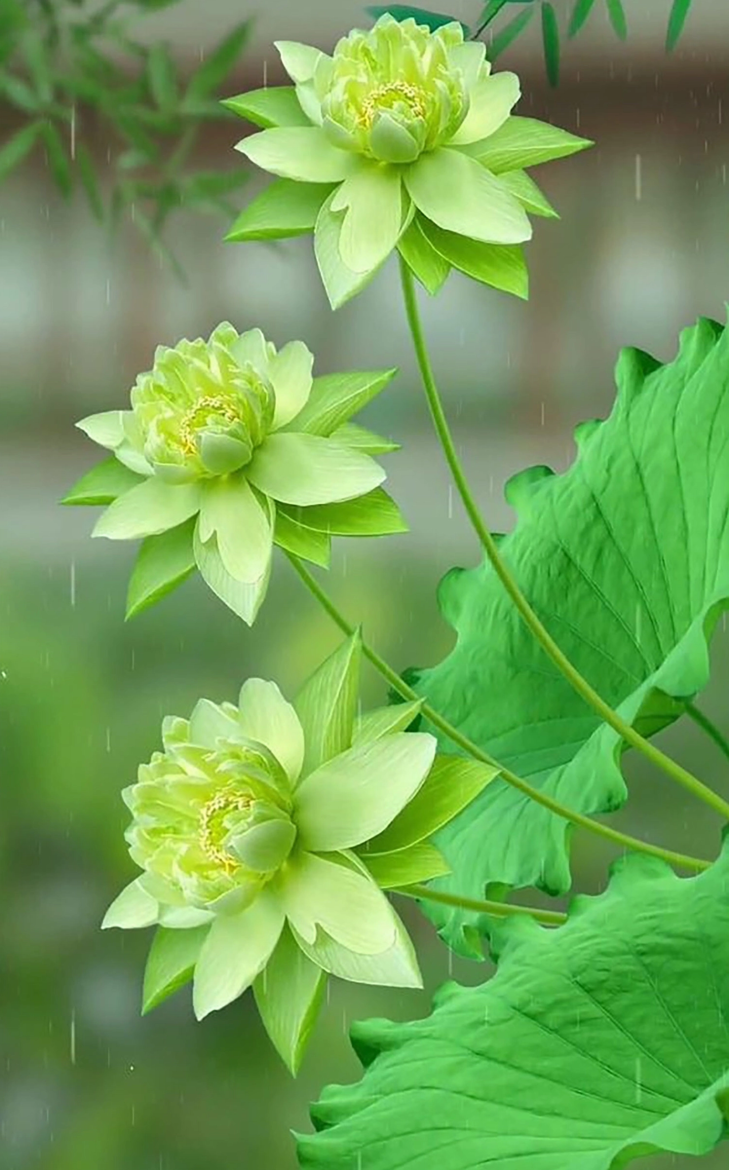 Hình nền hoa sen đẹp mê mẩn trên màn hình điện thoại