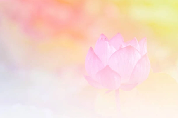 Hình Nền Hoa Sen Màu Hồng Chọn Tiêu Điểm