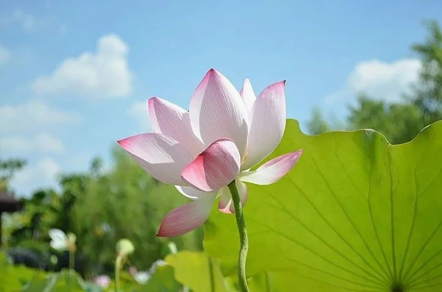 Hình nền hoa sen siêu sắc nét cho máy tính