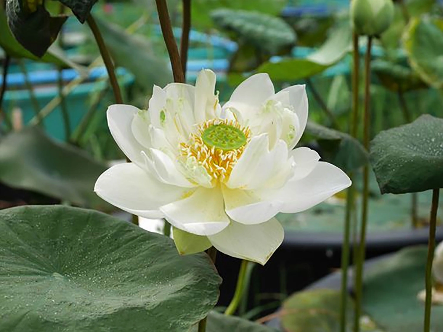 Hình nền hoa sen thanh tịnh