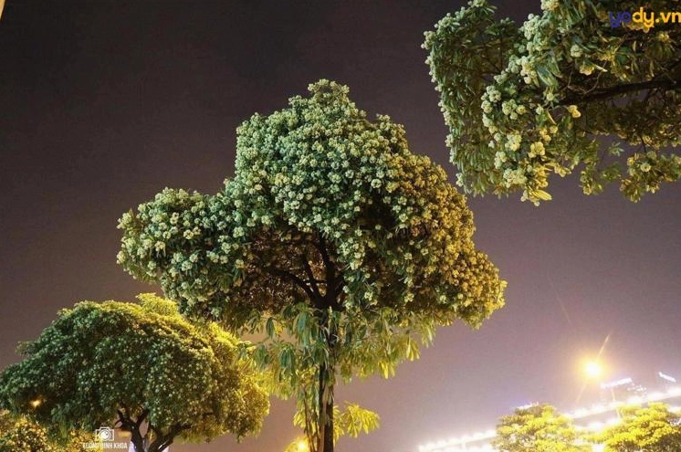 Hình nền hoa sữa đầy nghệ thuật