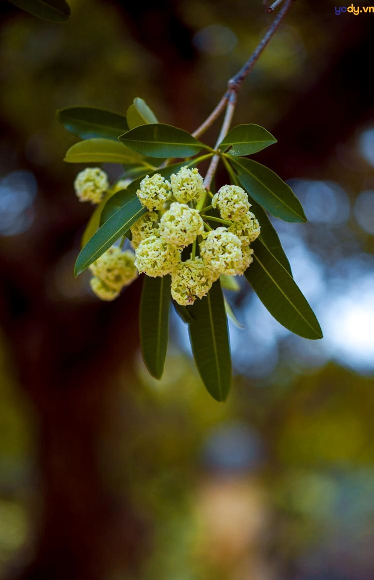 Hình nền hoa sữa đẹp lãng mạn