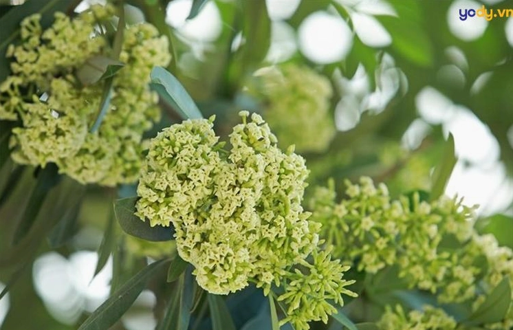 Hình nền hoa sữa dịu dàng nên thơ