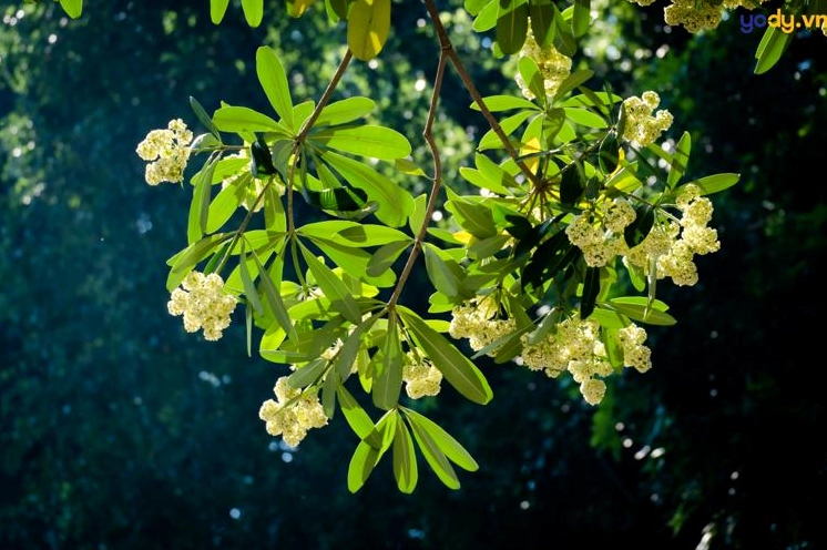 Hình nền hoa sữa dọc góc phố thân quen