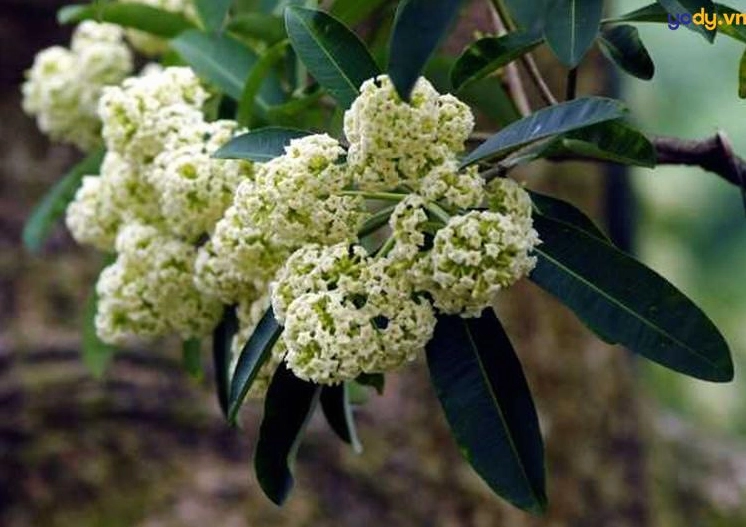 Hình nền hoa sữa đung đưa trong gió