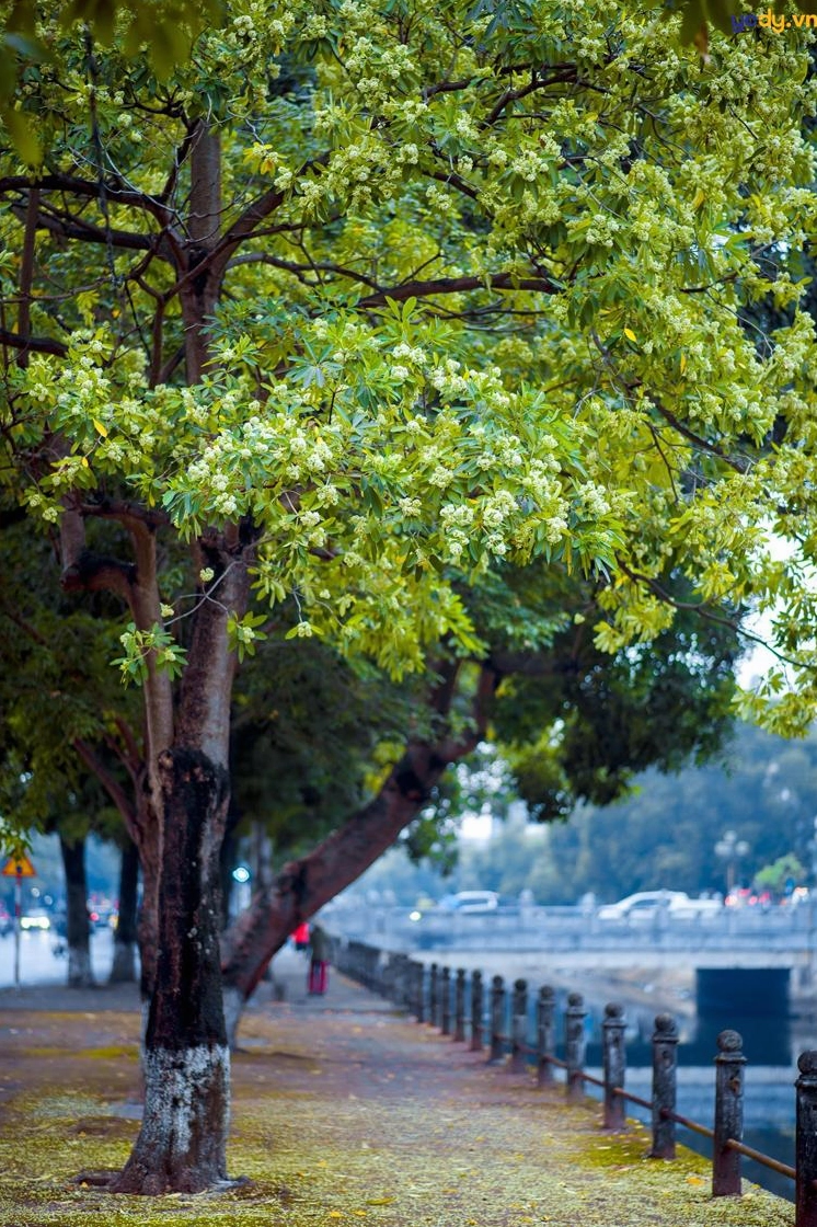 Hình nền hoa sữa dưới bầu trời thu trong xanh