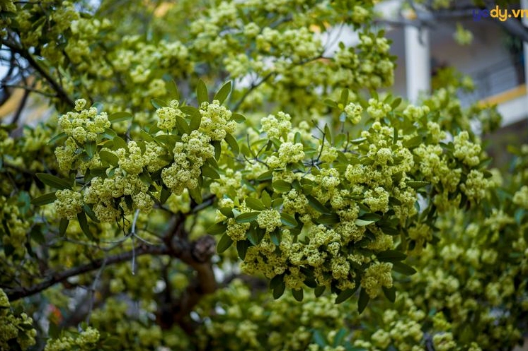 Hình nền hoa sữa góc chụp cận cảnh sắc nét