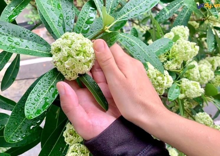 Hình nền hoa sữa lấp ló sau những tán lá