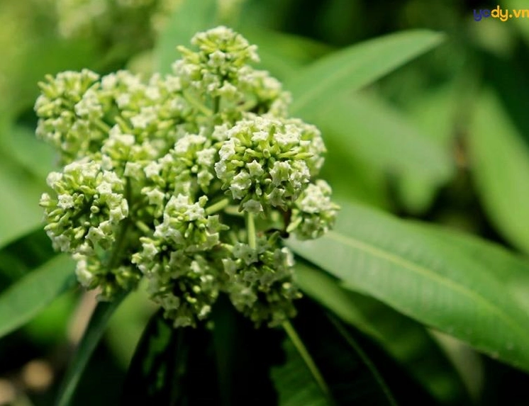 Hình nền hoa sữa lung linh trong sương mai