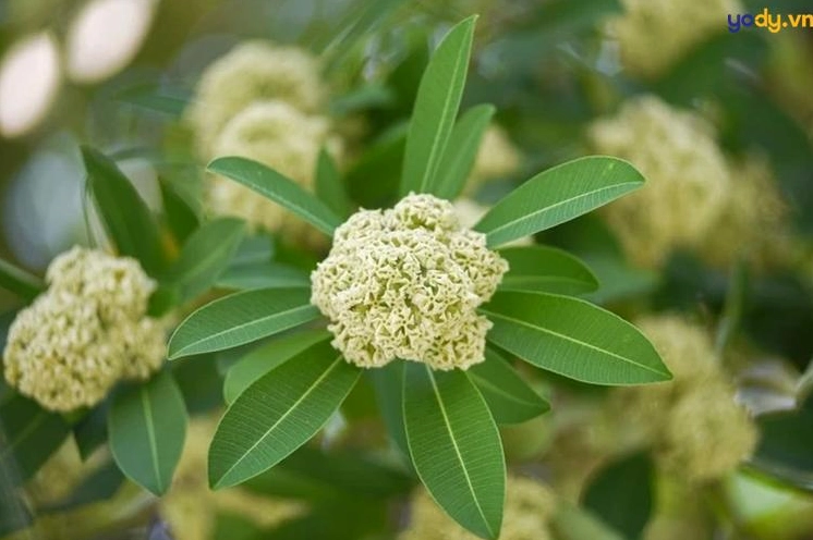 Hình nền hoa sữa nở rộ rực rỡ