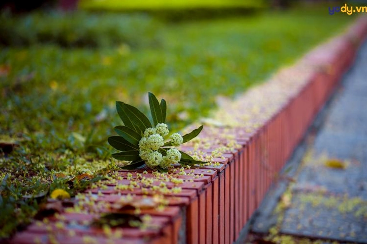 Hình nền hoa sữa rực rỡ dưới nắng vàng mùa thu