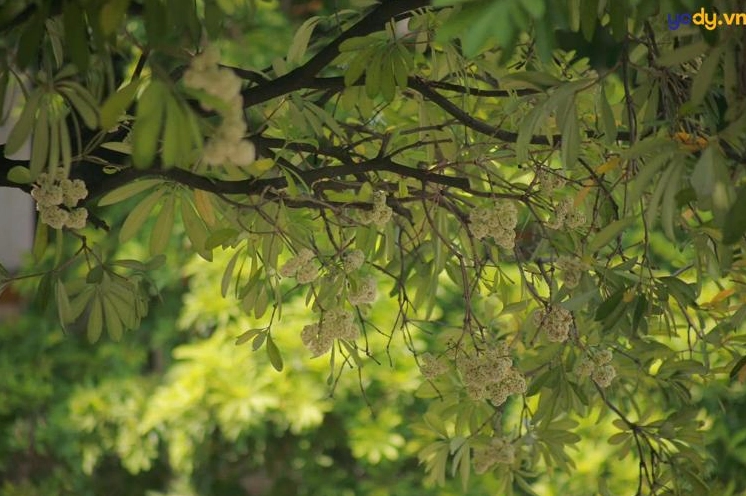 Hình nền hoa sữa rực sáng