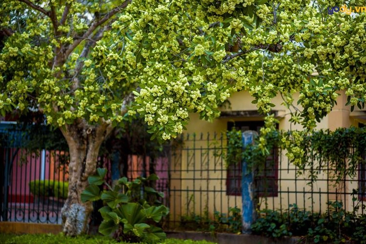 Hình nền hoa sữa trắng muốt mộng mơ