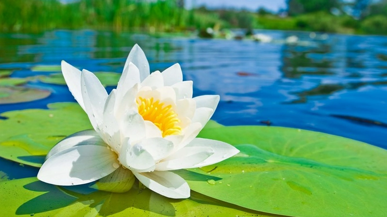 Hình nền hoa súng đẹp lung linh trên mặt nước