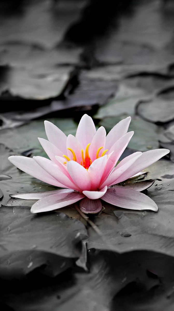 Hình nền hoa súng dọc siêu ấn tượng