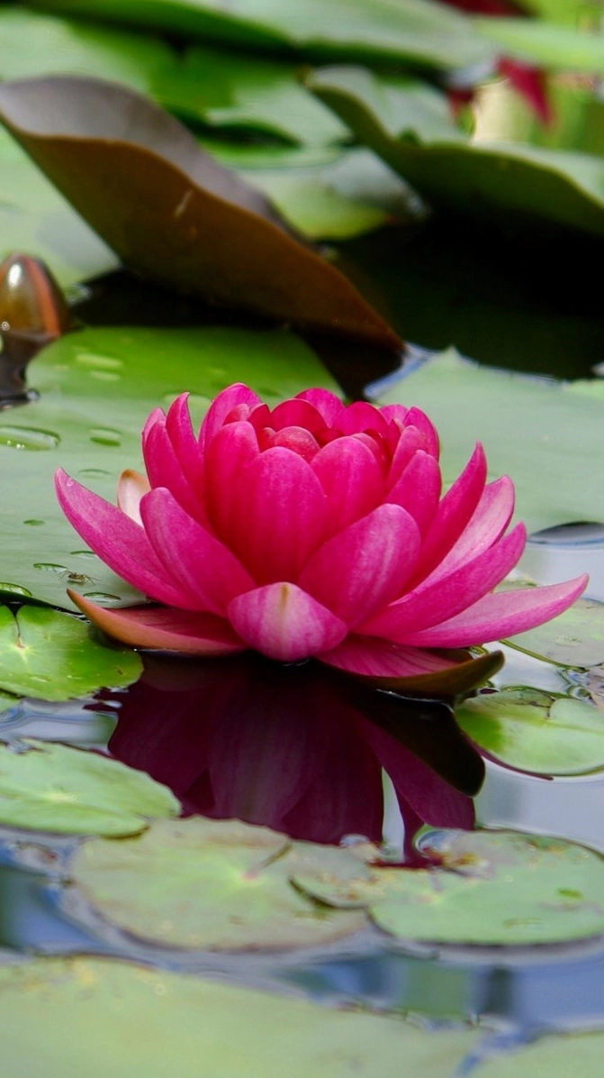 Hình nền hoa súng iphone sắc nét