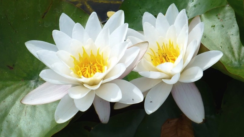 Hình nền hoa súng kích thước 1920 x 1080 vô cùng sắc nét