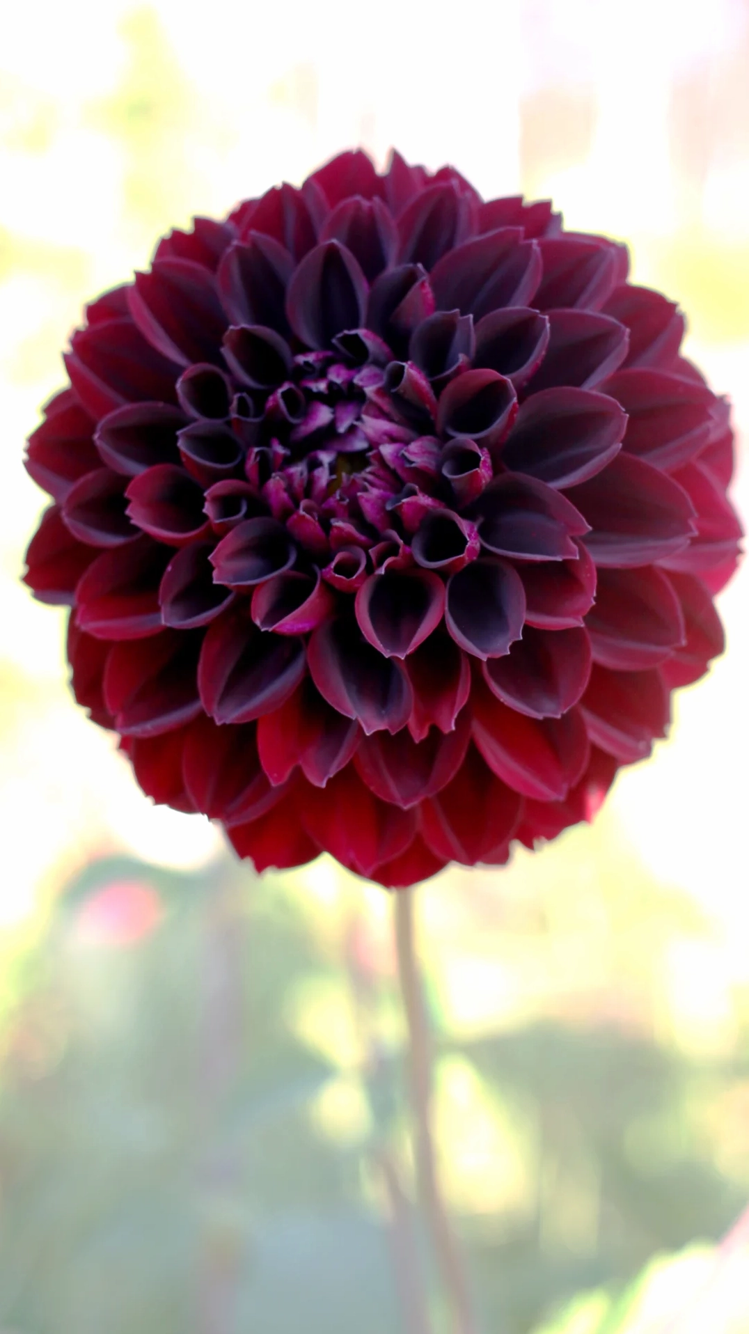 Hình nền hoa thược dược chất lượng cao chuẩn nét