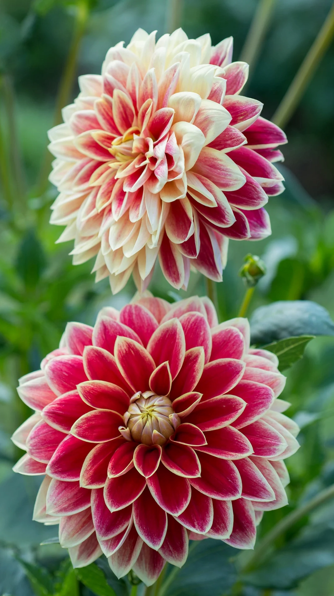 Hình nền hoa thược dược rực rỡ full HD dành cho không gian trang trí