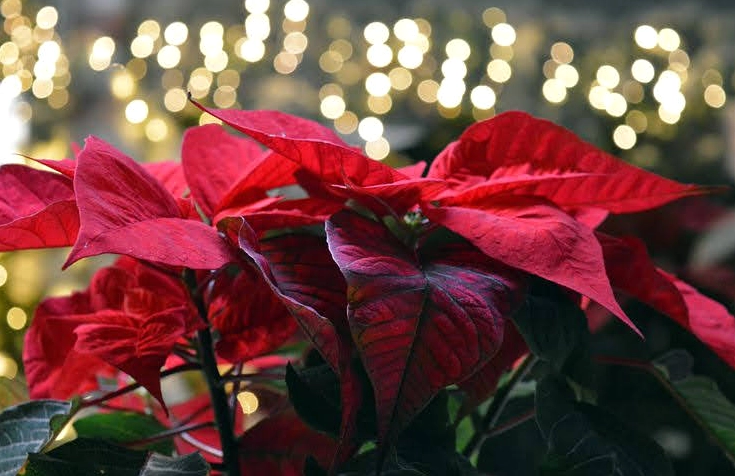 Hình nền hoa trạng nguyên đỏ đằm thắm