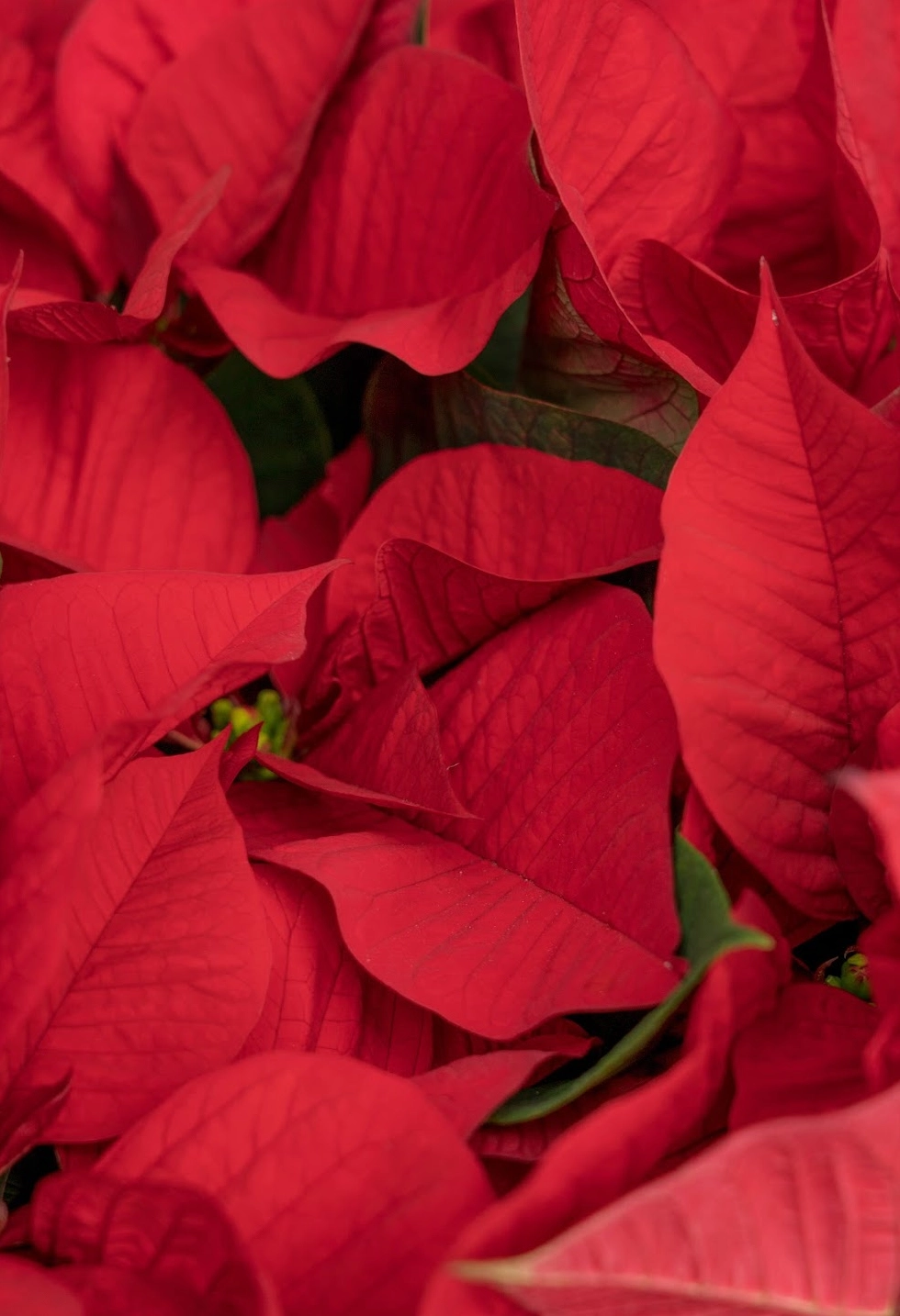 Hình nền hoa trạng nguyên đỏ sắc nét