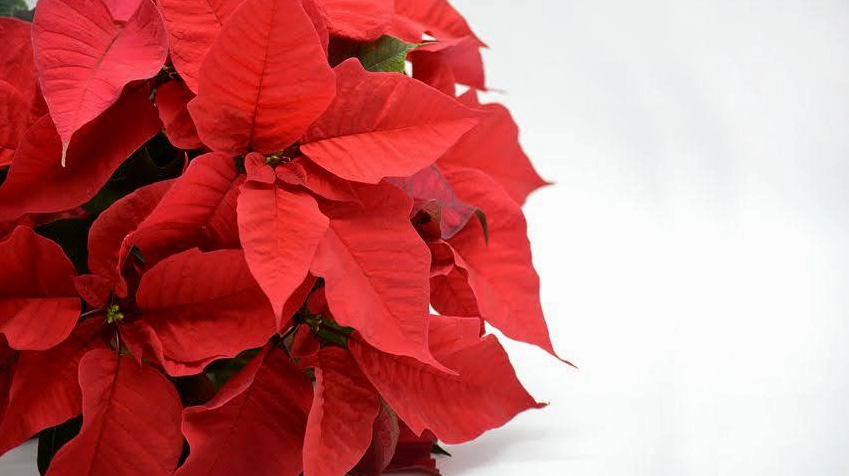 Hình nền hoa trạng nguyên đỏ thắm