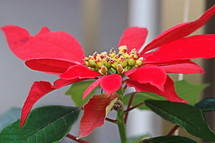 Hình nền hoa trạng nguyên rực rỡ