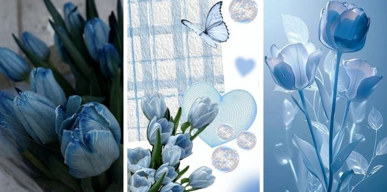 Hình nền hoa tulip cho điện thoại đa sắc