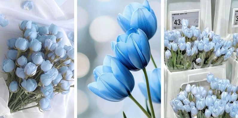 Hình nền hoa tulip cho điện thoại độc đáo