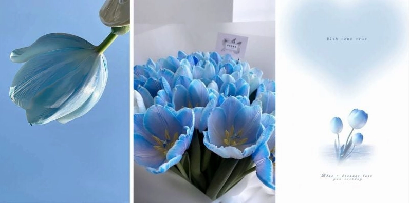 Hình nền hoa tulip cho điện thoại nhẹ nhàng