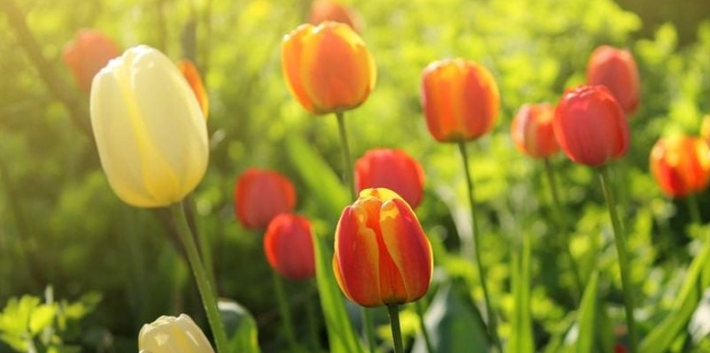 Hình nền hoa tulip cute siêu dễ thương