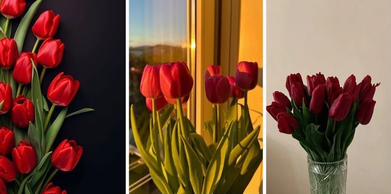 Hình nền hoa tulip đỏ cho điện thoại cực cháy