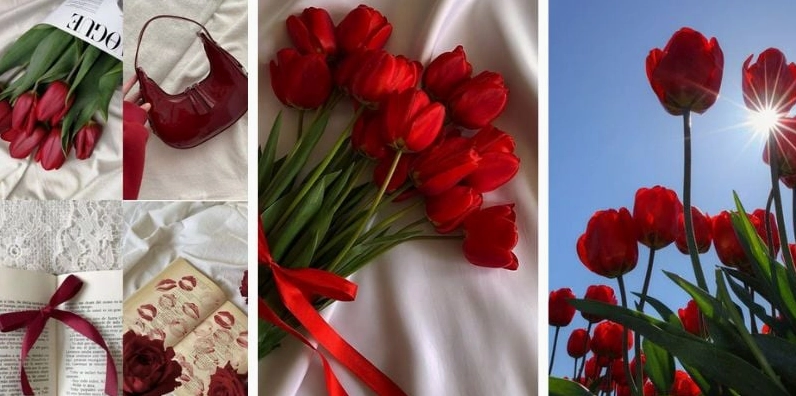 Hình nền hoa tulip đỏ cho điện thoại tràn đầy sức sống