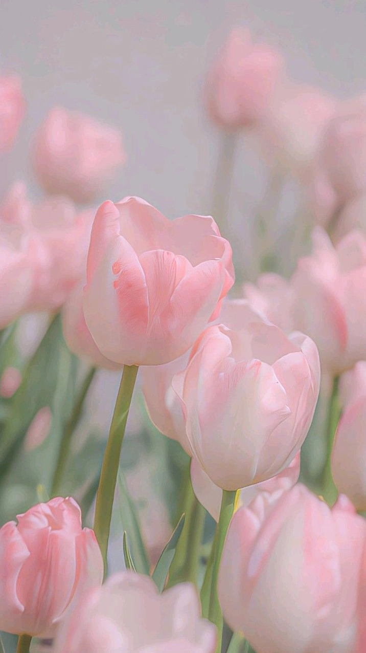 Hình nền hoa Tulip hồng trắng 2
