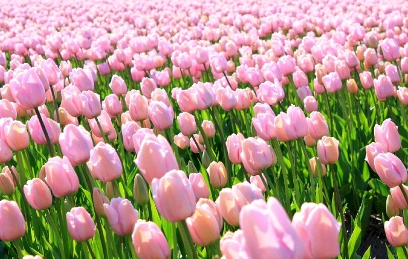 Hình nền hoa tulip màu hồng cho máy tính lãng mạn