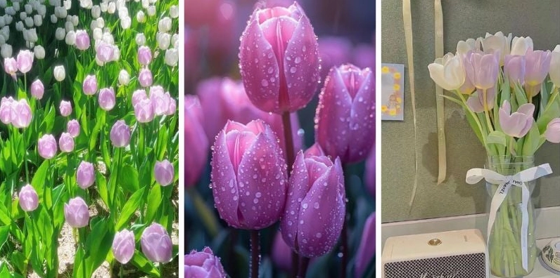 Hình nền hoa tulip tím mộng mơ