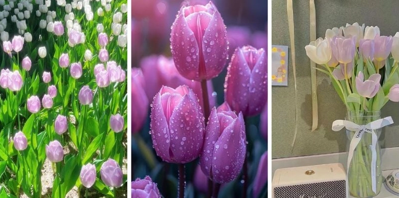 Hình nền hoa tulip tím mộng mơ