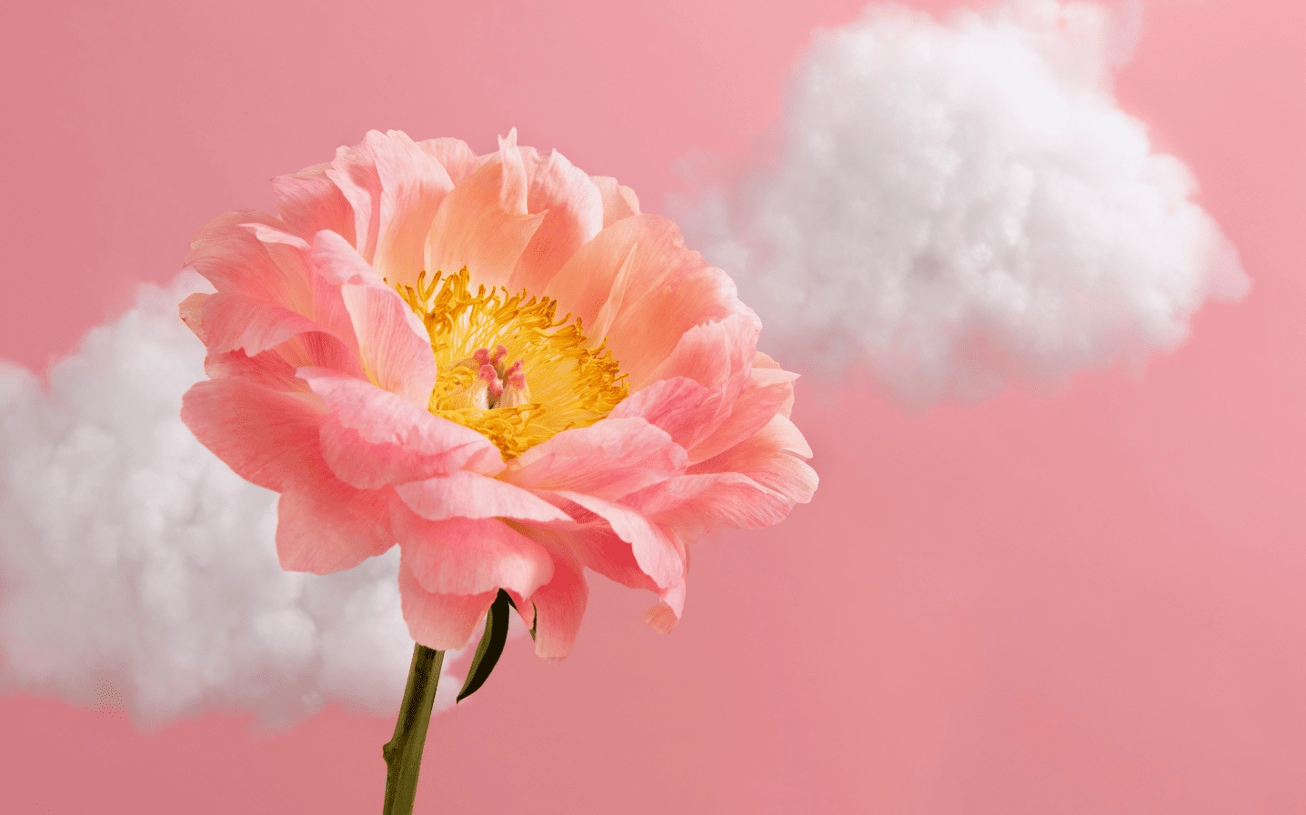 Hình nền mẫu đơn hồng nhẹ nhàng