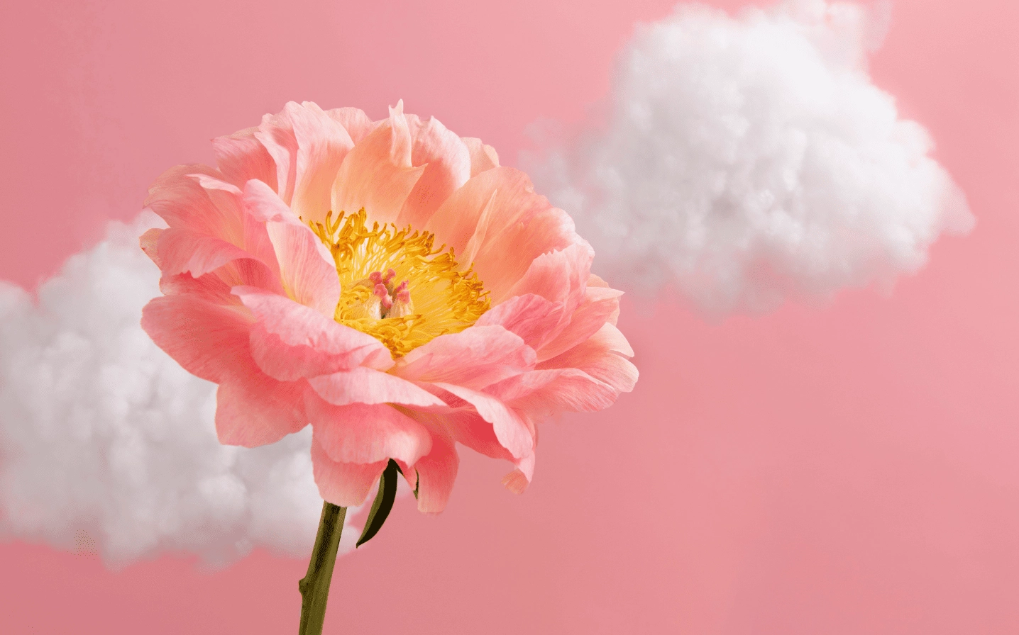 Hình nền mẫu đơn hồng nhẹ nhàng tinh tế